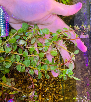 Rotala sp 'Colorata' Micro Aquatic Shop