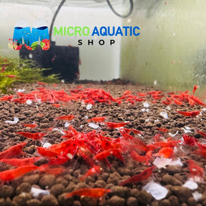 Cherry Shrimp - Fire Red 1cm Micro Aquatic Shop