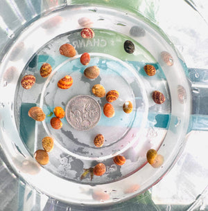 Nerite Algae Eating Snail (Live Aquarium Snail) - Buy 2 Get 1 FREE Micro Aquatic Shop