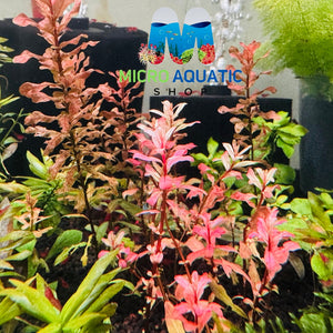 Ludwigia inclinata Micro Aquatic Shop