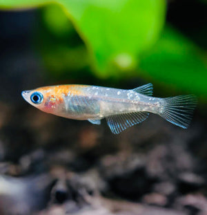 Japanese rice fish - Stardust Medaka 2cm Micro Aquatic Shop