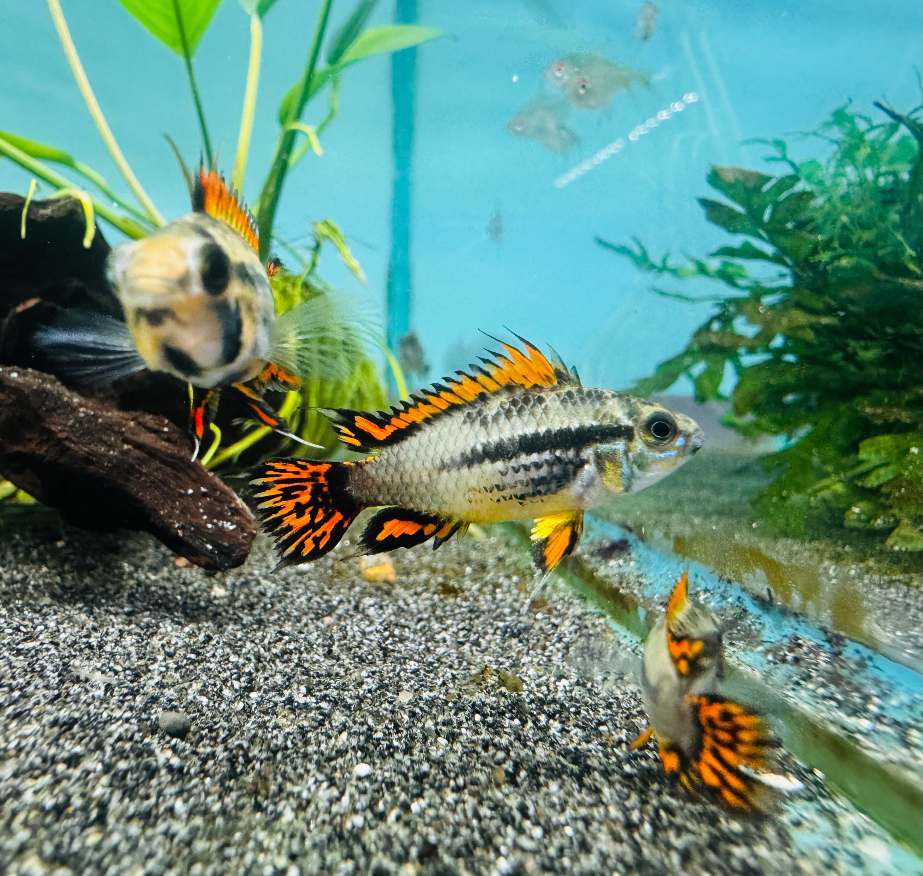 Apistogramma Cacatuoides Super Red Pair Micro Aquatic Shop