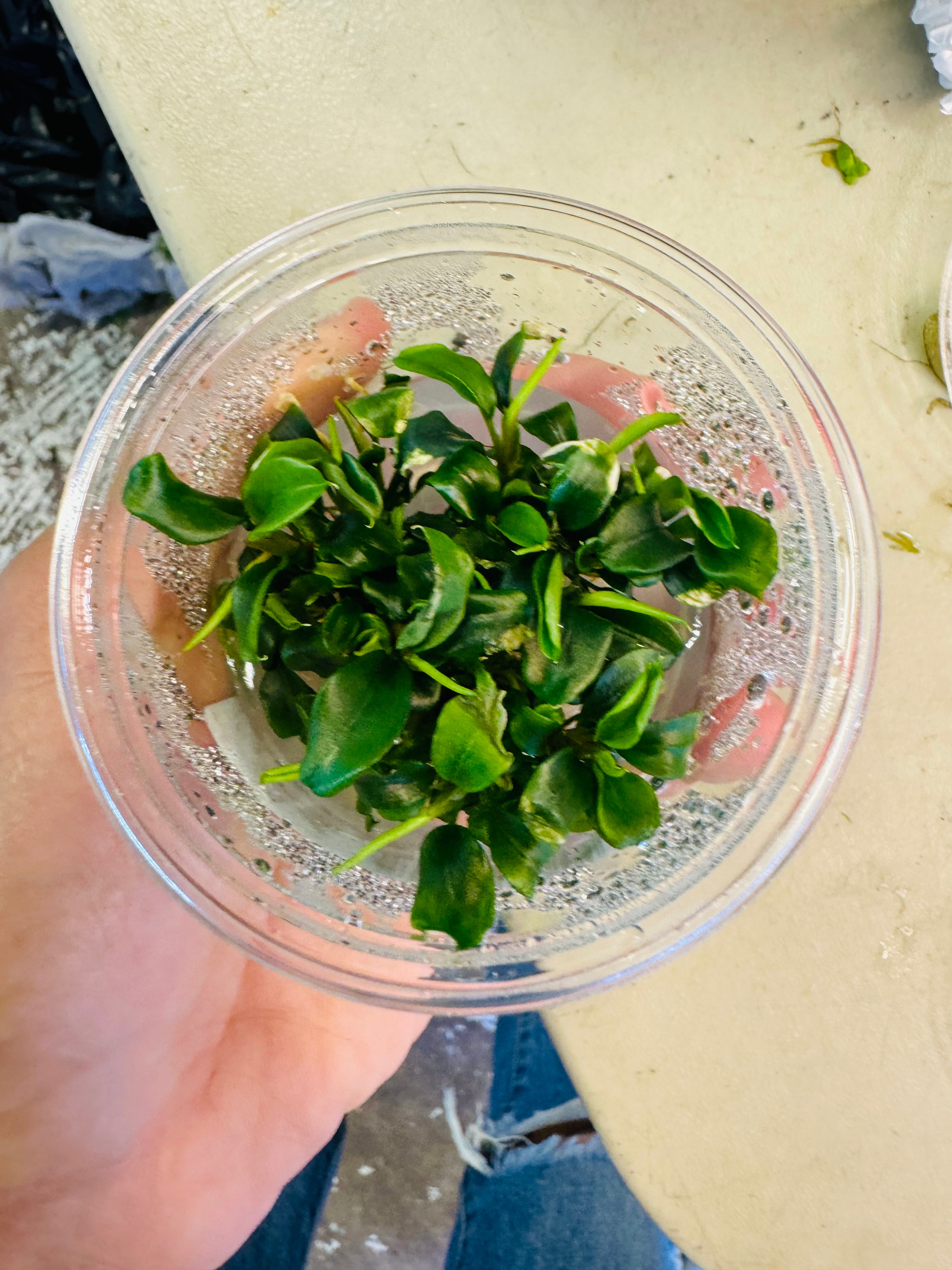 Bucephalandra Wavy Green