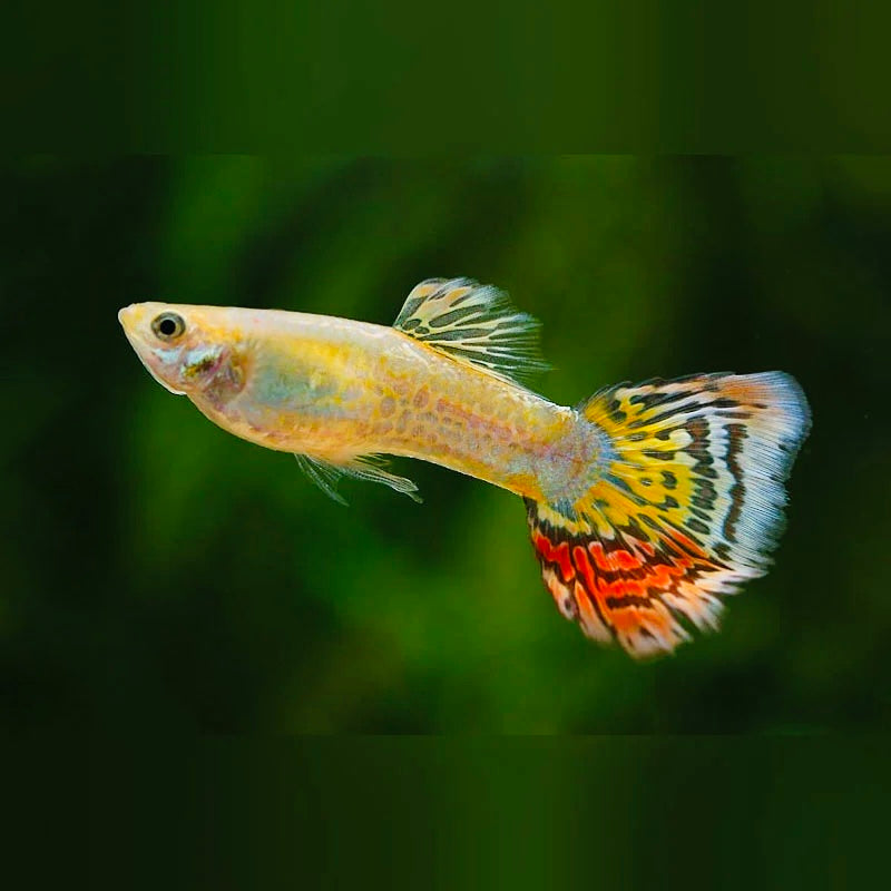 Guppy - Pineapple Cobra Male Micro Aquatic Shop