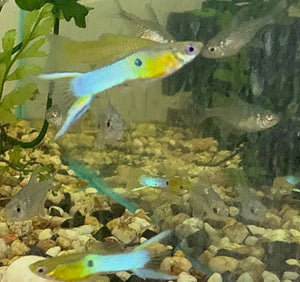 Endler - Japanese Blue - Pure Strain Micro Aquatic Shop