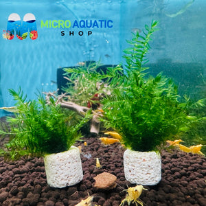 Moss - Willow Micro Aquatic Shop