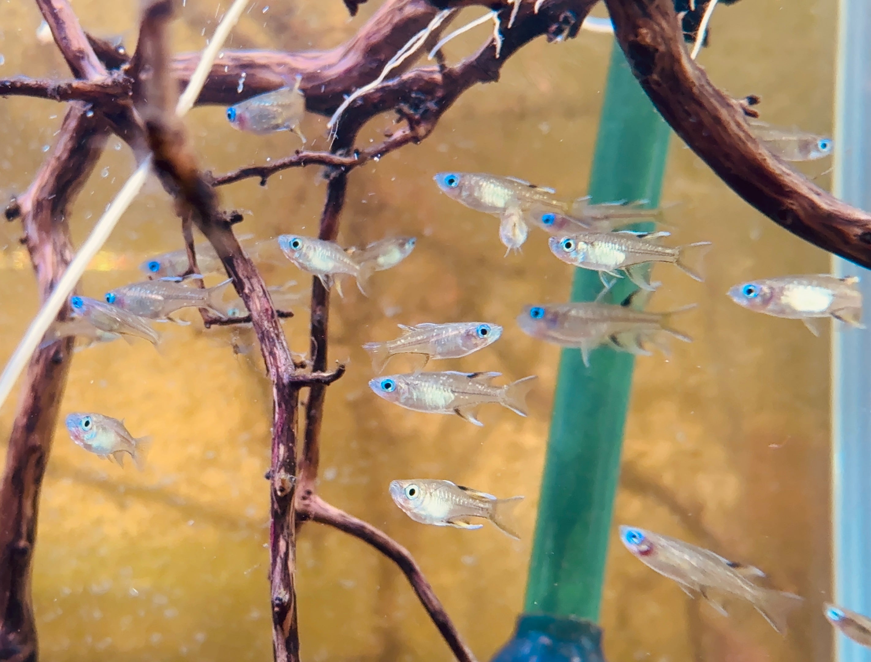 Pacific Blue Eyes 3.5cm Show