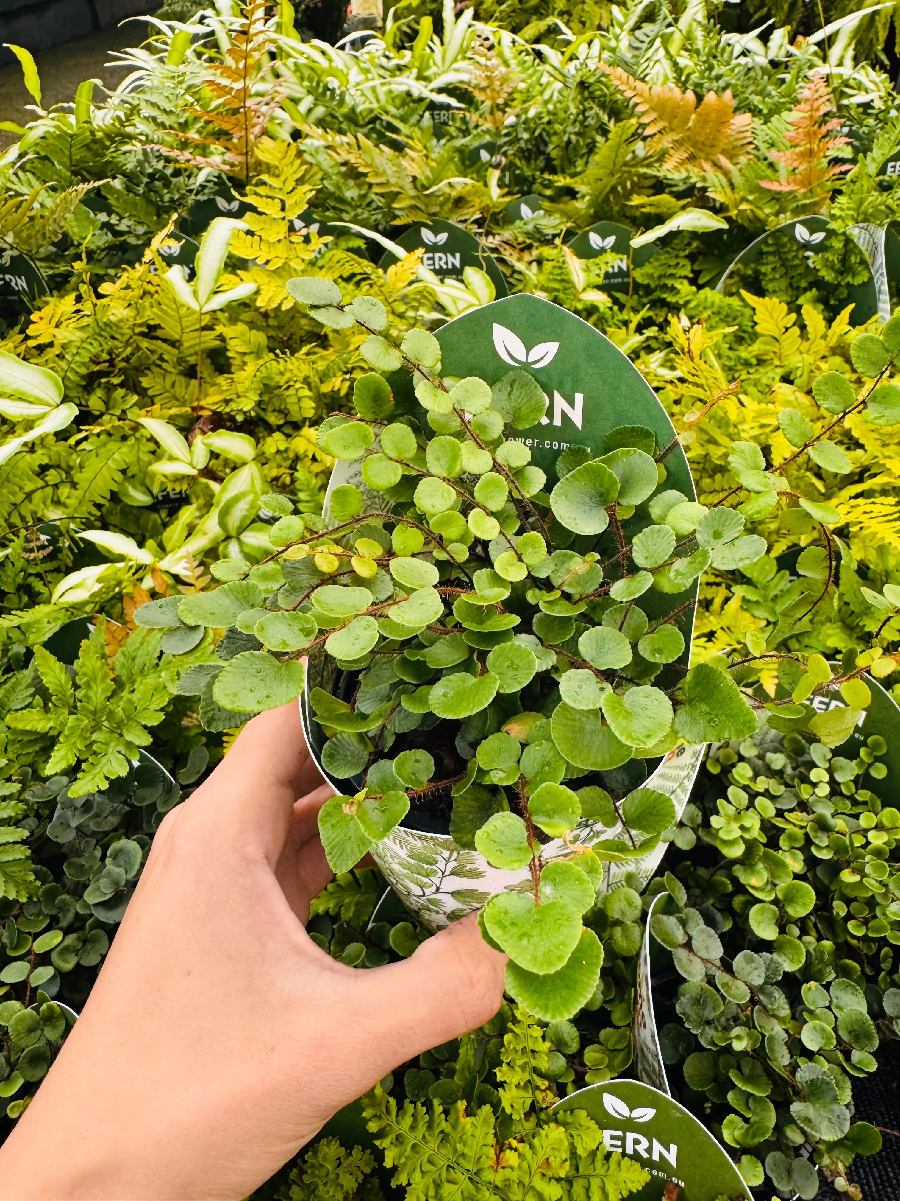 Terra- Button Fern PELLAEA ROTUNDIFOLIA Micro Aquatic Shop