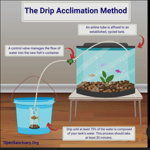 Nerite Algae Eating Snail (Live Aquarium Snail) - Buy 2 Get 1 FREE Micro Aquatic Shop