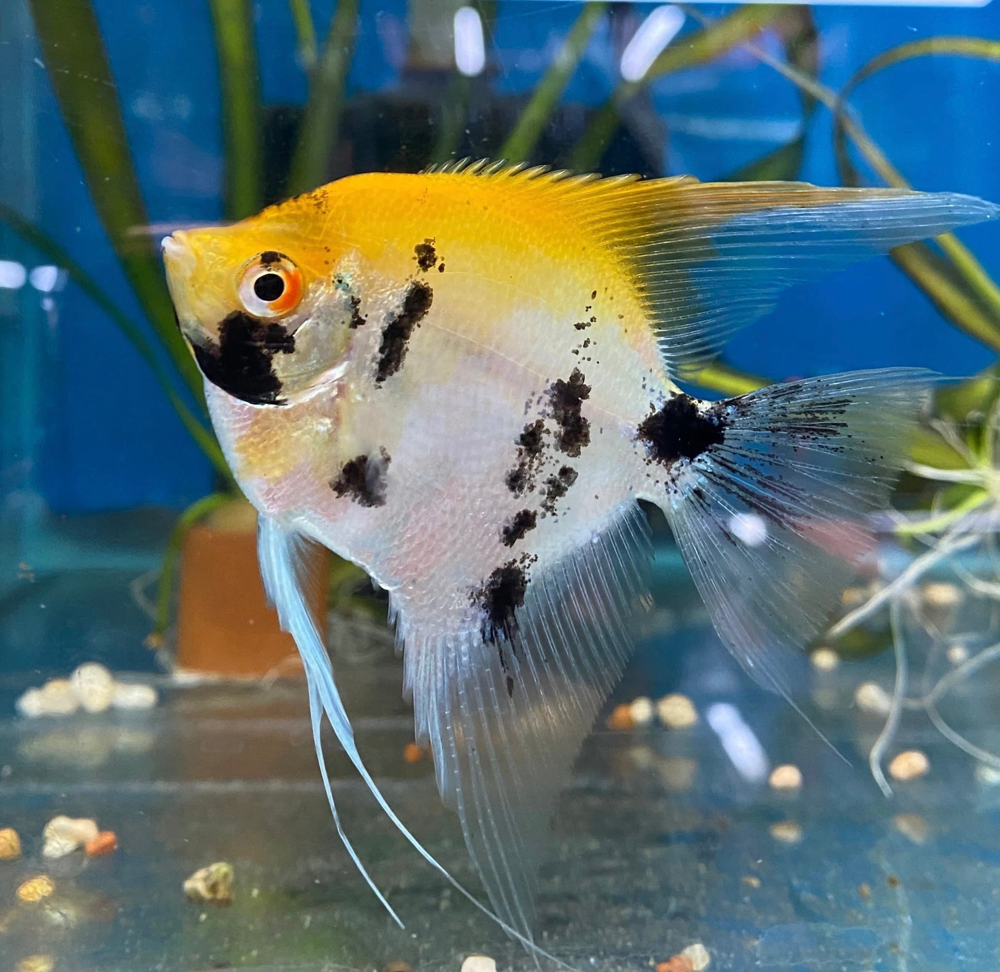 Angel Fish - Koi Micro Aquatic Shop