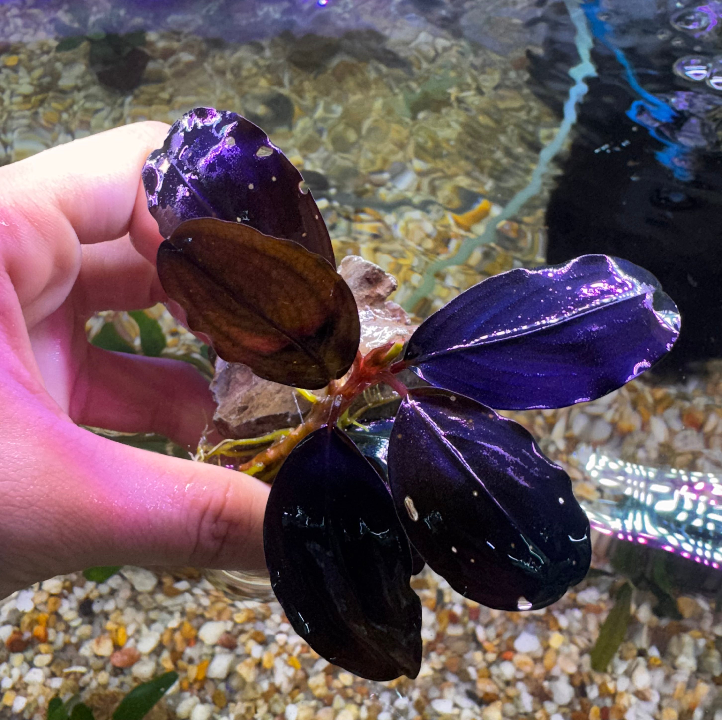 Bucephalandra - Purple Queen On Rock