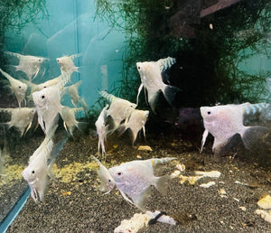 Angel Fish - Pearl Scale Platinum 5cm Show Micro Aquatic Shop