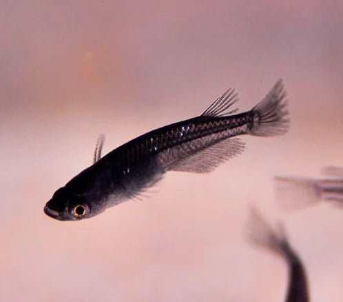 Japanese rice fish - Black Night Medaka 2.5cm Micro Aquatic Shop