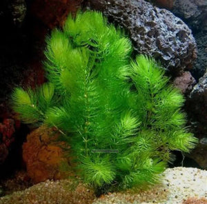 Community Nano Tank Bundle – Shrimp & Fish Mix Micro Aquatic Shop