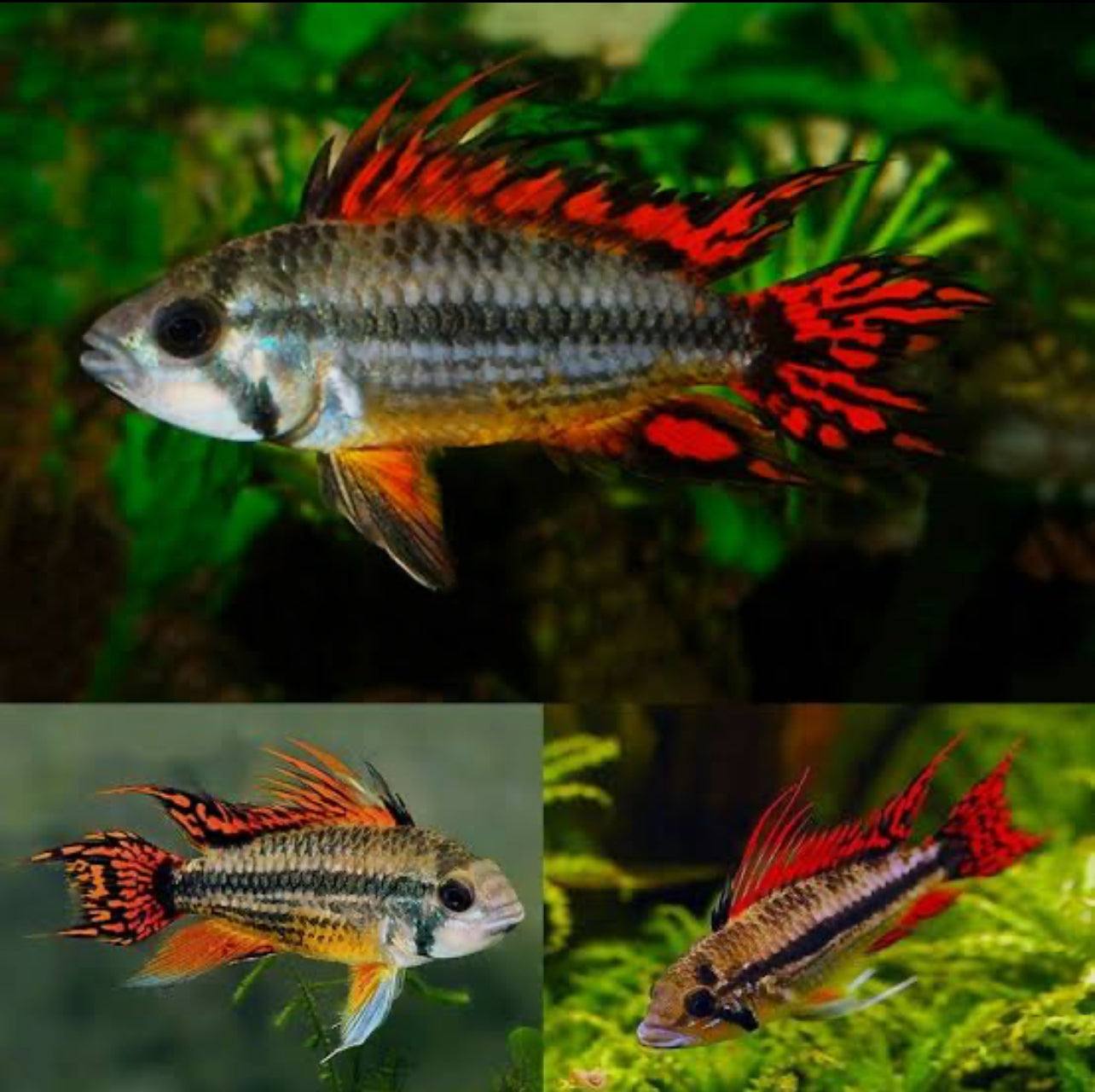 Dwarf Cichlid - Apistogramma Cacatuoides Super Red (Pair) Micro Aquatic Shop