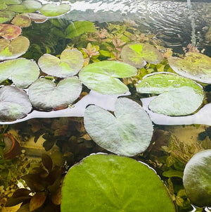 Buy 3 Get 1 Free Aquarium Plants Bundle Micro Aquatic Shop