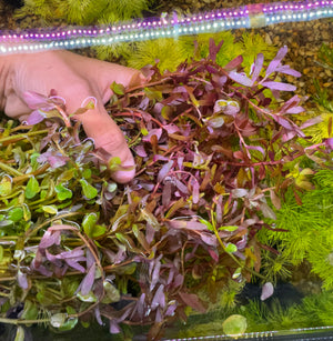 Rotala Blood Red - Rare Micro Aquatic Shop