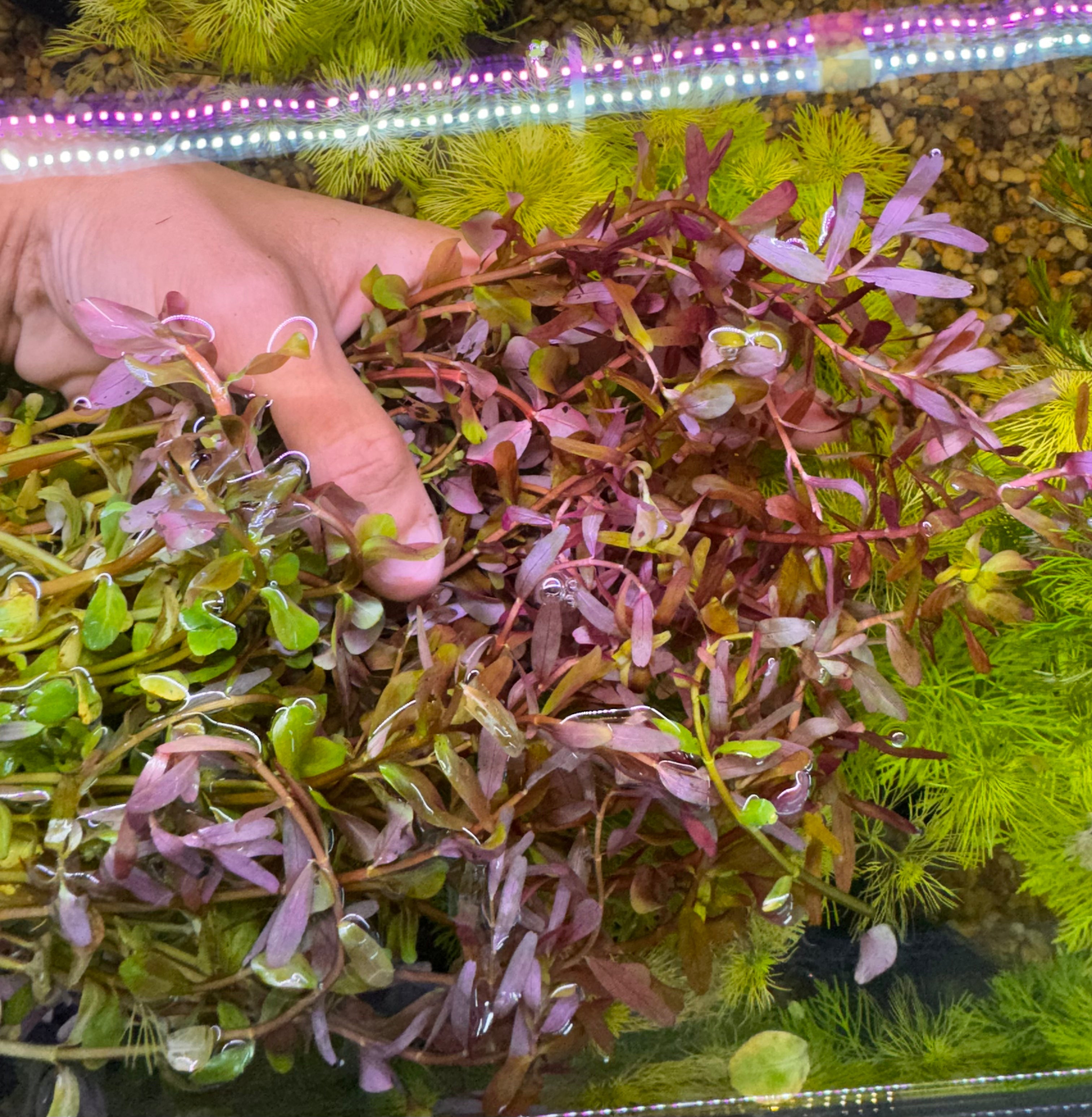 Rotala Blood Red - Rare Micro Aquatic Shop