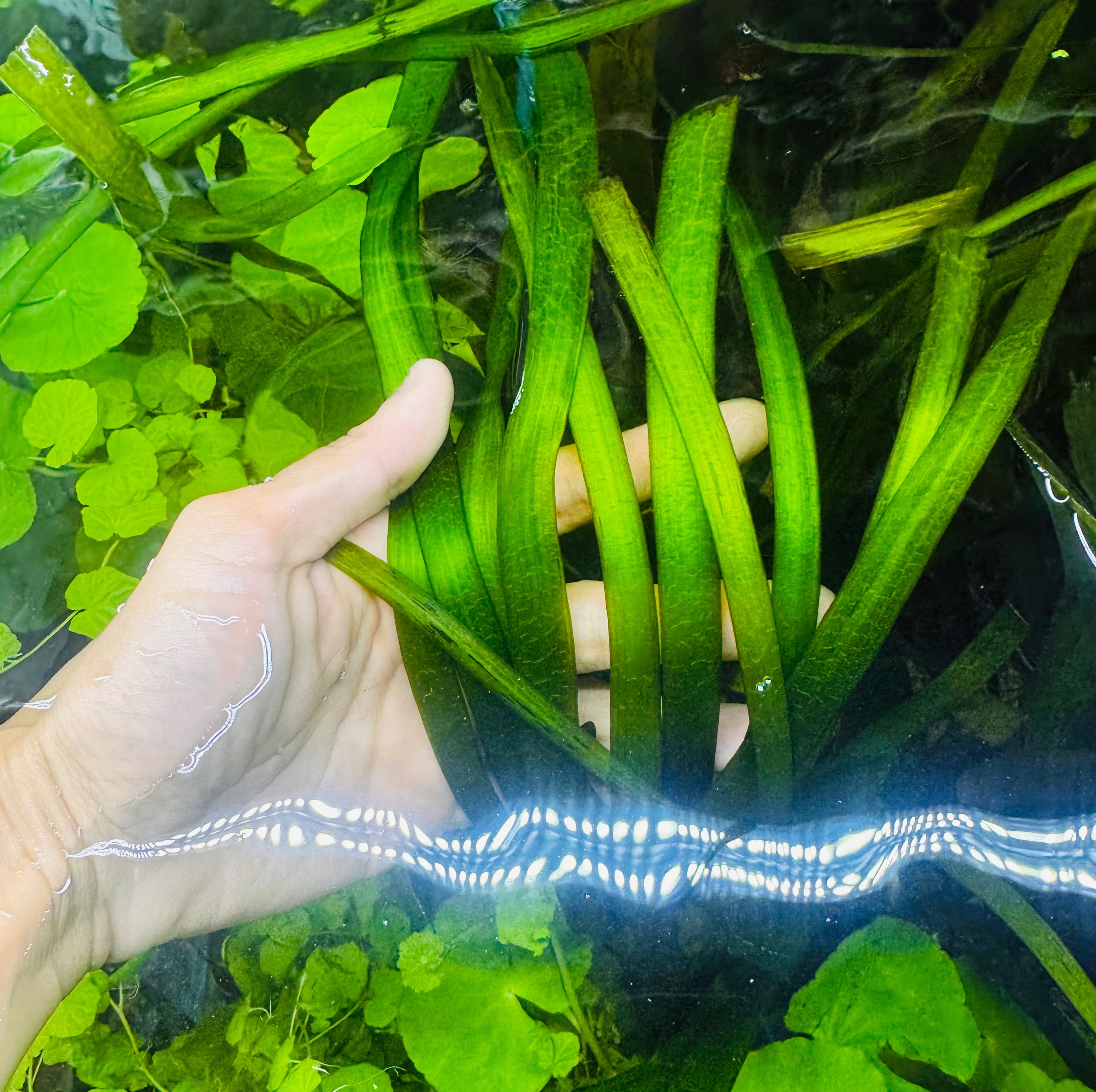 Vallisneria - Jungle Val Micro Aquatic Shop