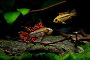 Dwarf Cichlid - Apistogramma Cacatuoides Super Red (Pair) Micro Aquatic Shop