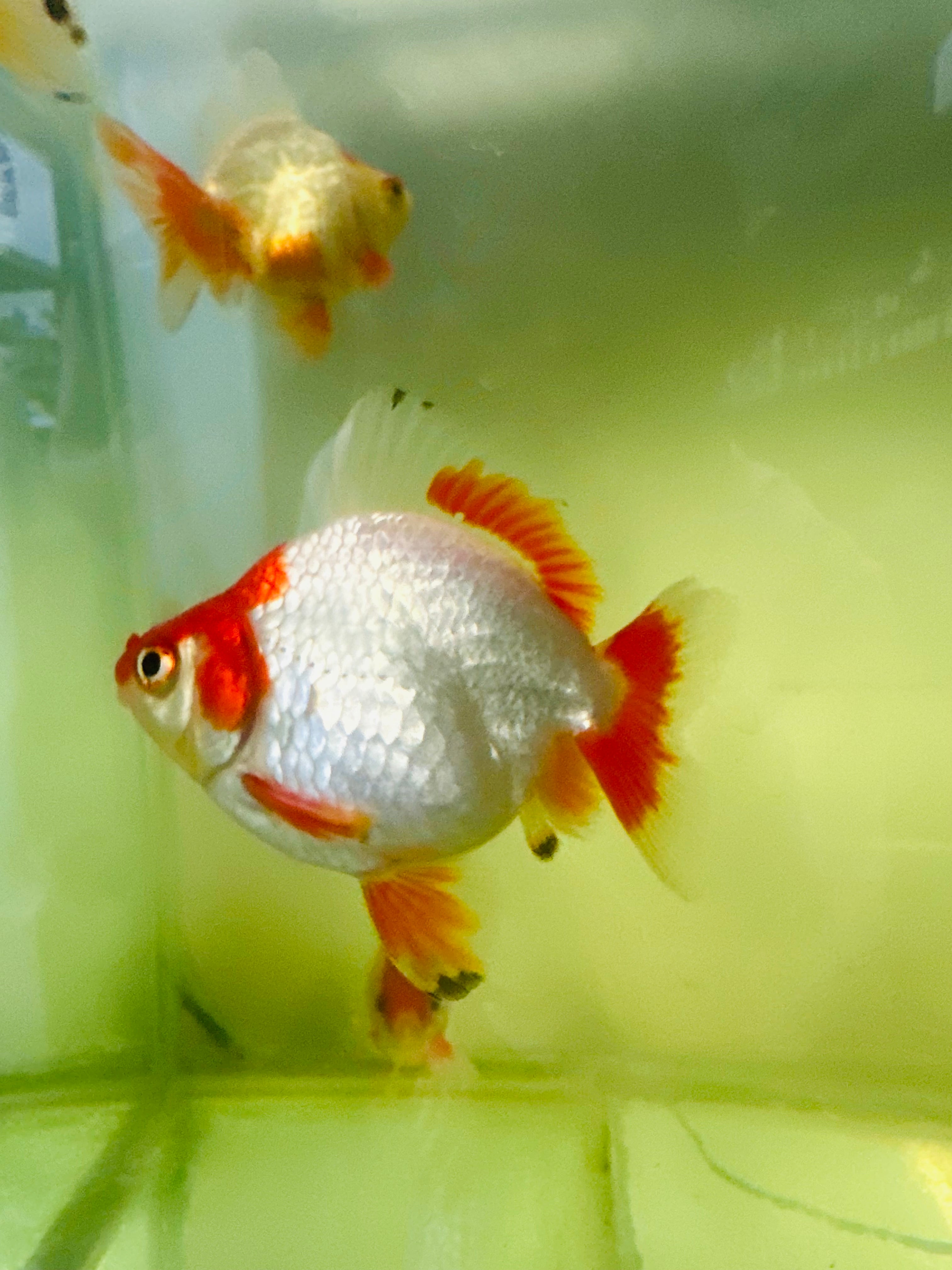 Ryukin Red/White 10cm
