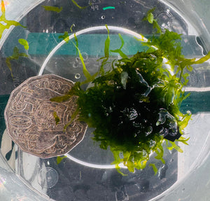 Subwassertang ( Fresh Water Seaweed ) Micro Aquatic Shop