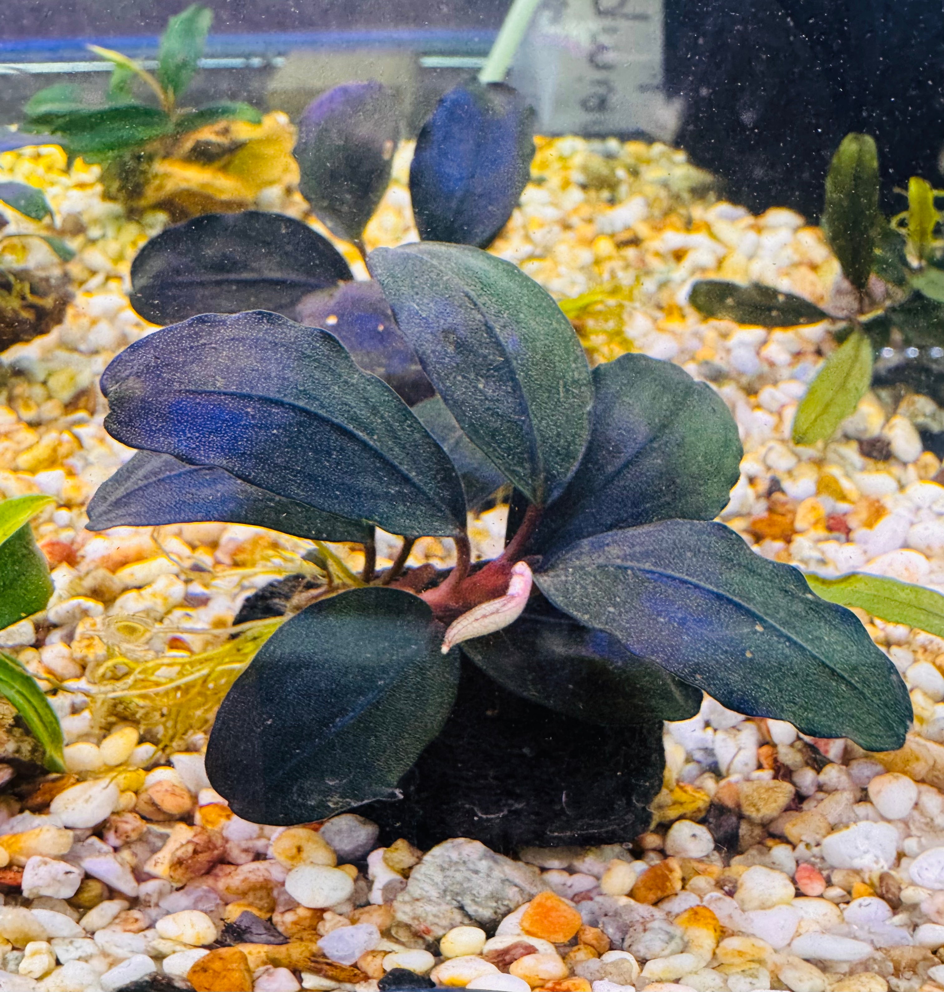 Bucephalandra - Purple Queen On Rock