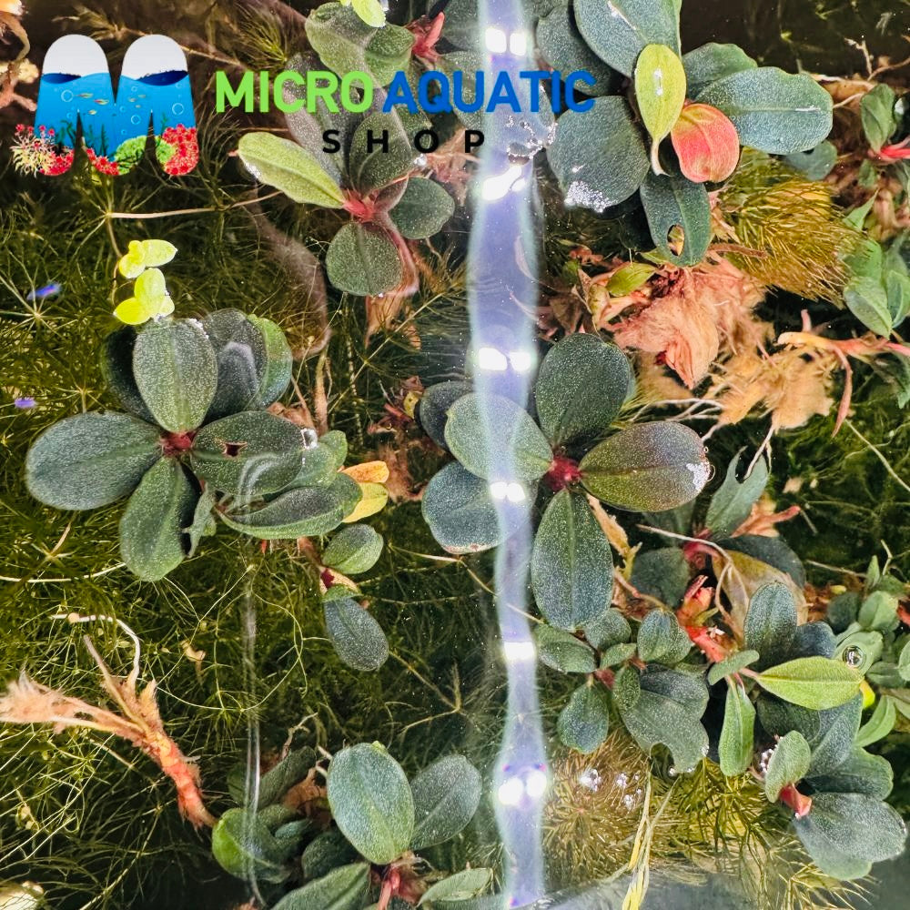 Bucephalandra - Mini Neo Port Aquatic