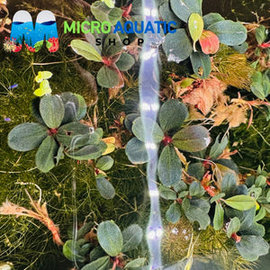 Bucephalandra - Mini Neo Port Aquatic