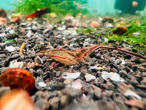 CARIDINIDES WILKINSI 'CALMAN
- Hair Algae Eater Shrimp Micro Aquatic Shop