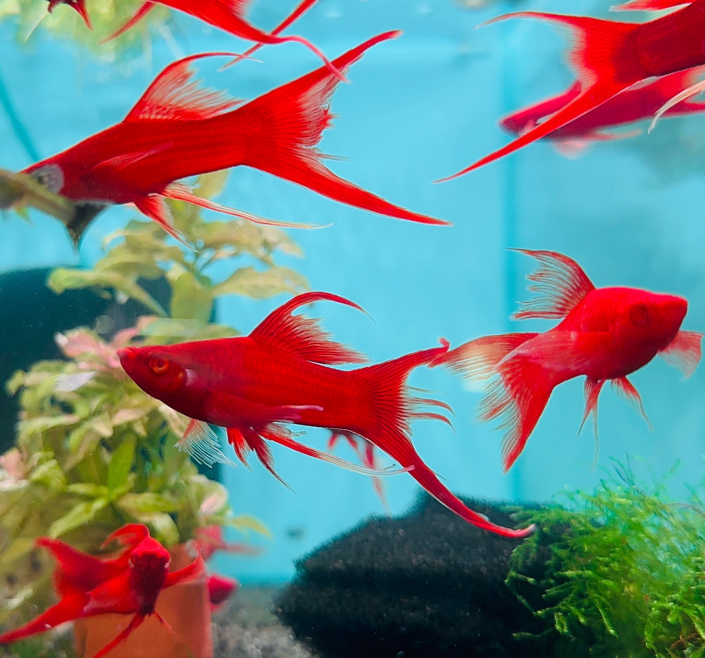 Swordtail - Albino Sharkfins 10cm Show Micro Aquatic Shop