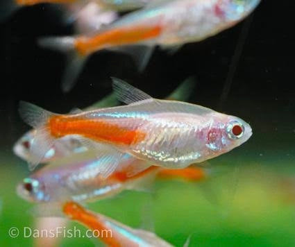 Albino Neon Tetra 2.5cm