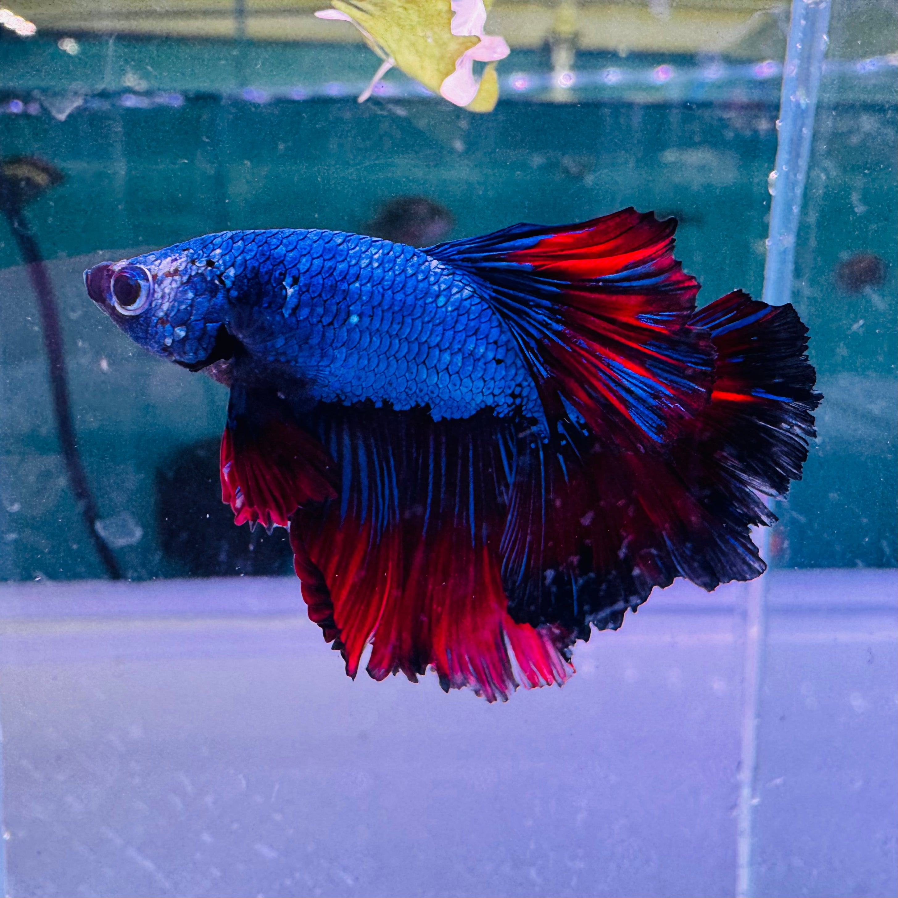 Betta Male - Dark Knight D2