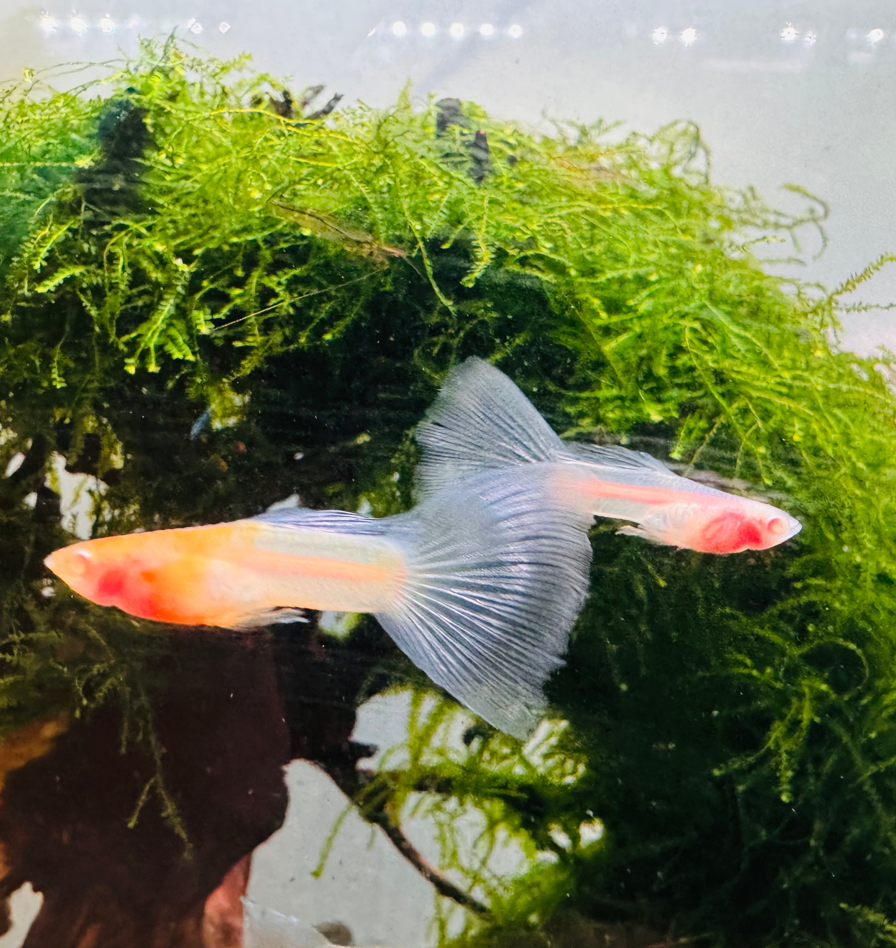 Albino Blue Topaz Guppy - Rare Micro Aquatic Shop