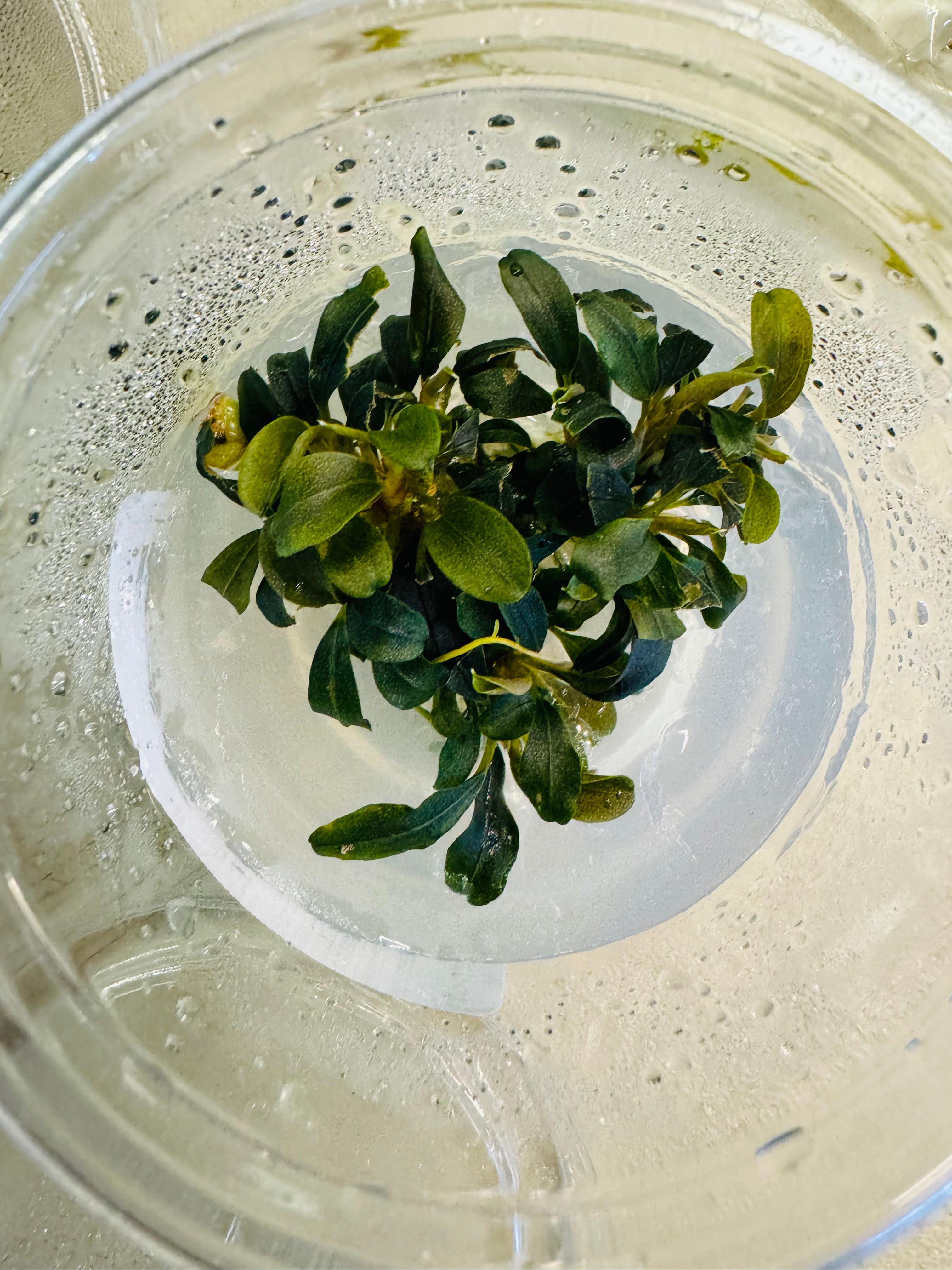 Bucephalandra - Brownie Purple