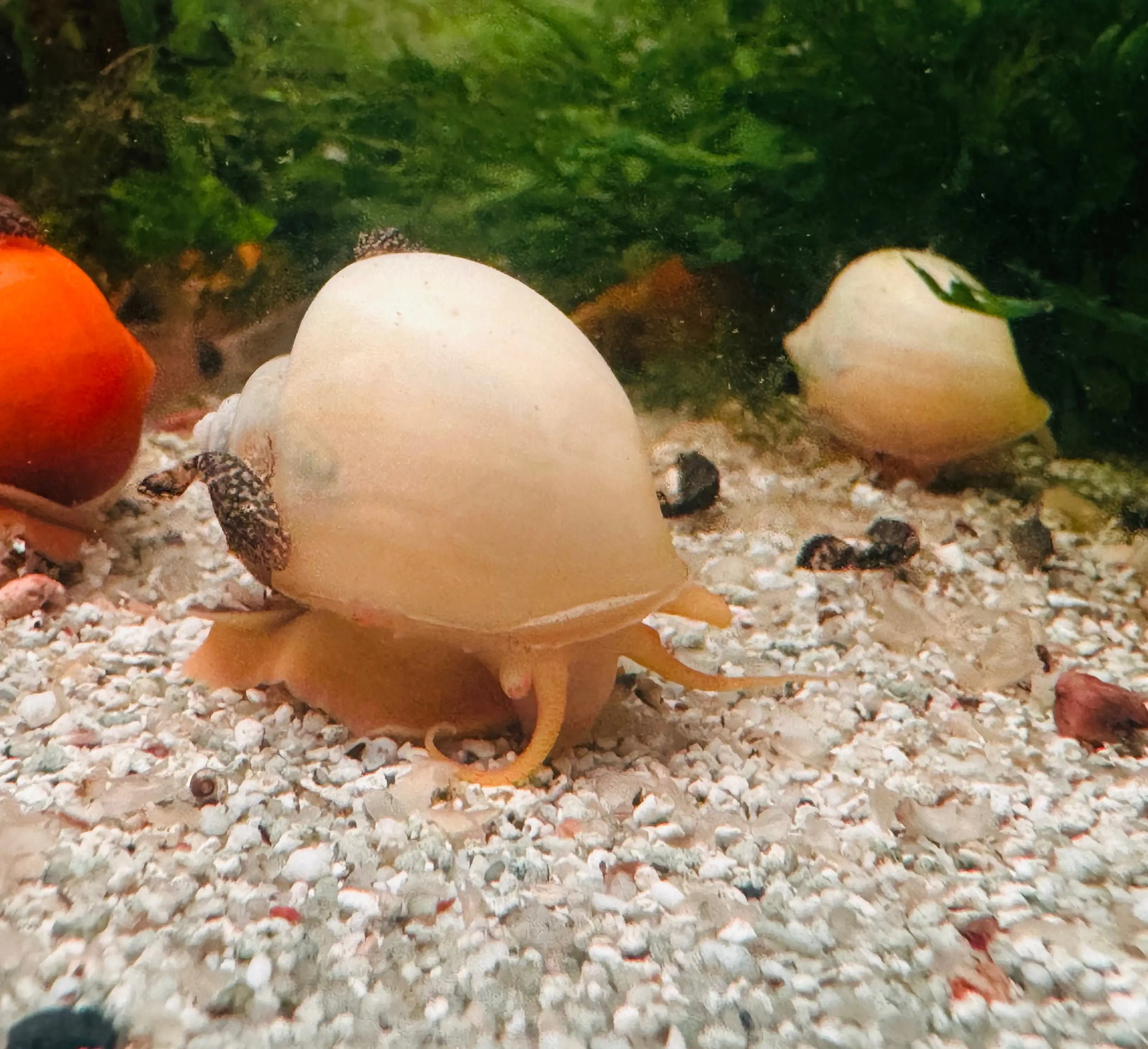 Rare Mystery Snail - Ivory Jumbo
