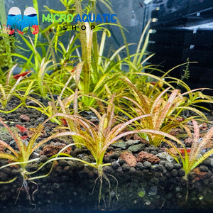 Vallisneria - Tiger Micro Aquatic Shop