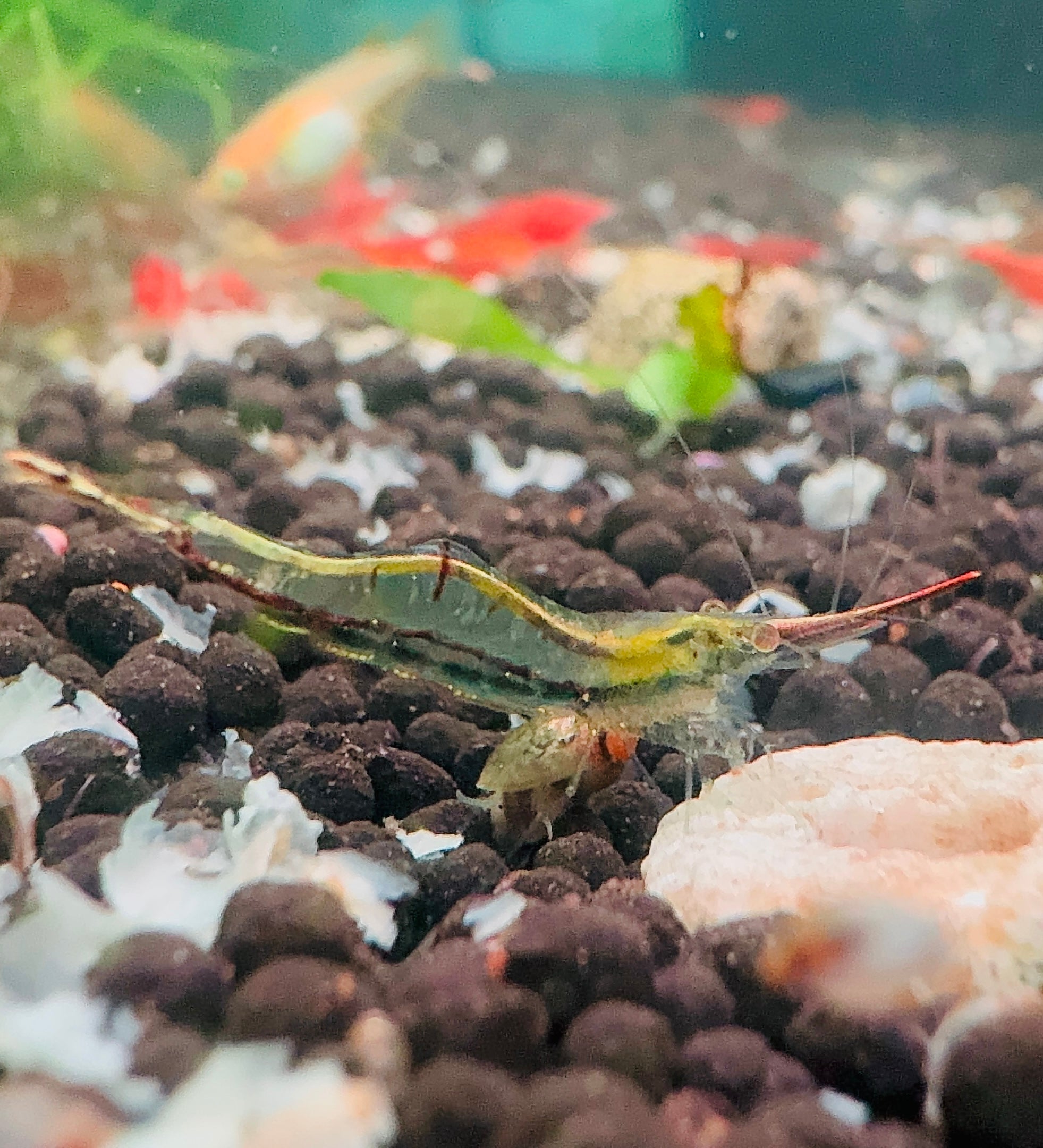 Red Nose Shrimp - Algae Eating Shrimp 2cm Micro Aquatic Shop