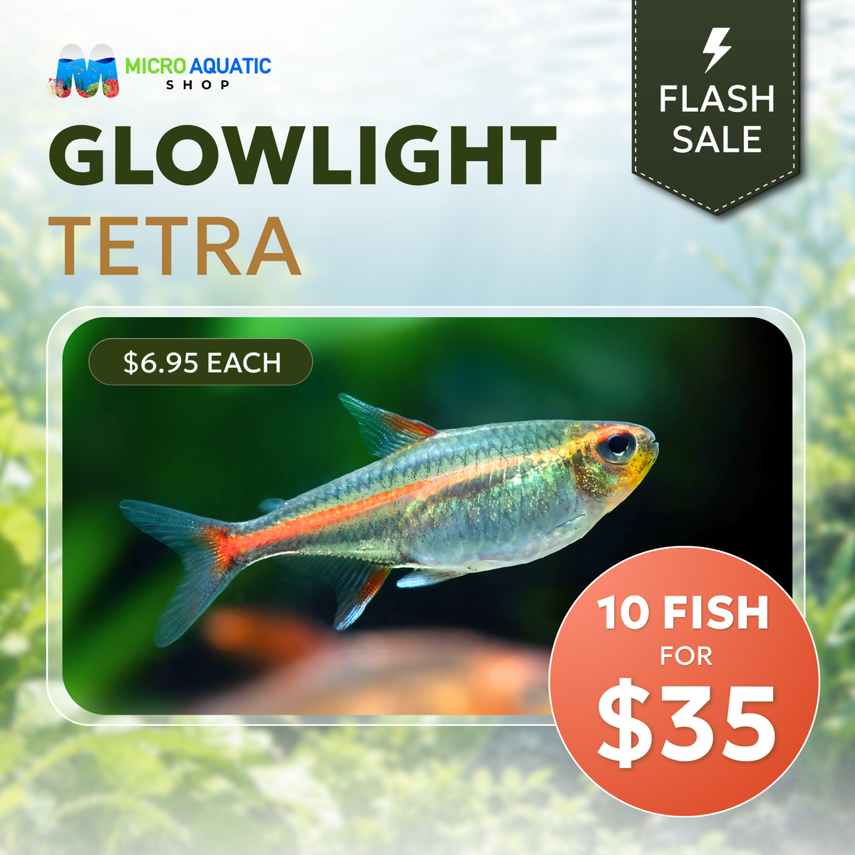 Tetra - Glowlight 2.5cm - Special Deal 10 Tetra For Only $35