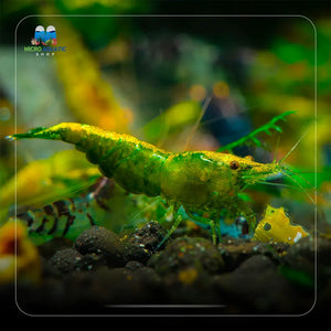 Green Jade Cherry Shrimp Micro Aquatic Shop