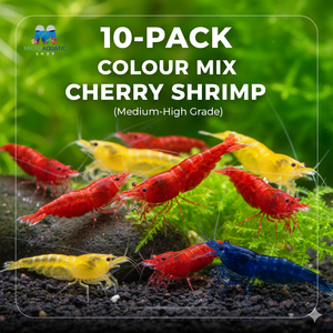 Beginner 10-Pack Colour Mix Cherry Shrimp Micro Aquatic Shop