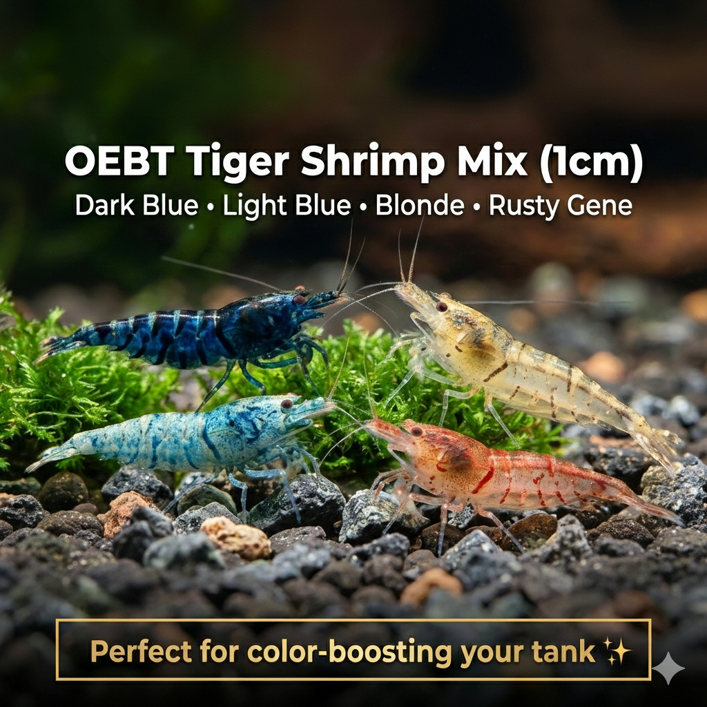 Tiger Shrimp - OEBT Mix Colour Tiger Shrimp Pack 1cm Micro Aquatic Shop