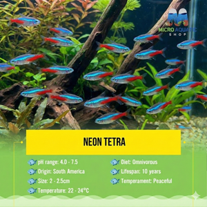 Tetra - Neon 2-2.5cm Micro Aquatic Shop