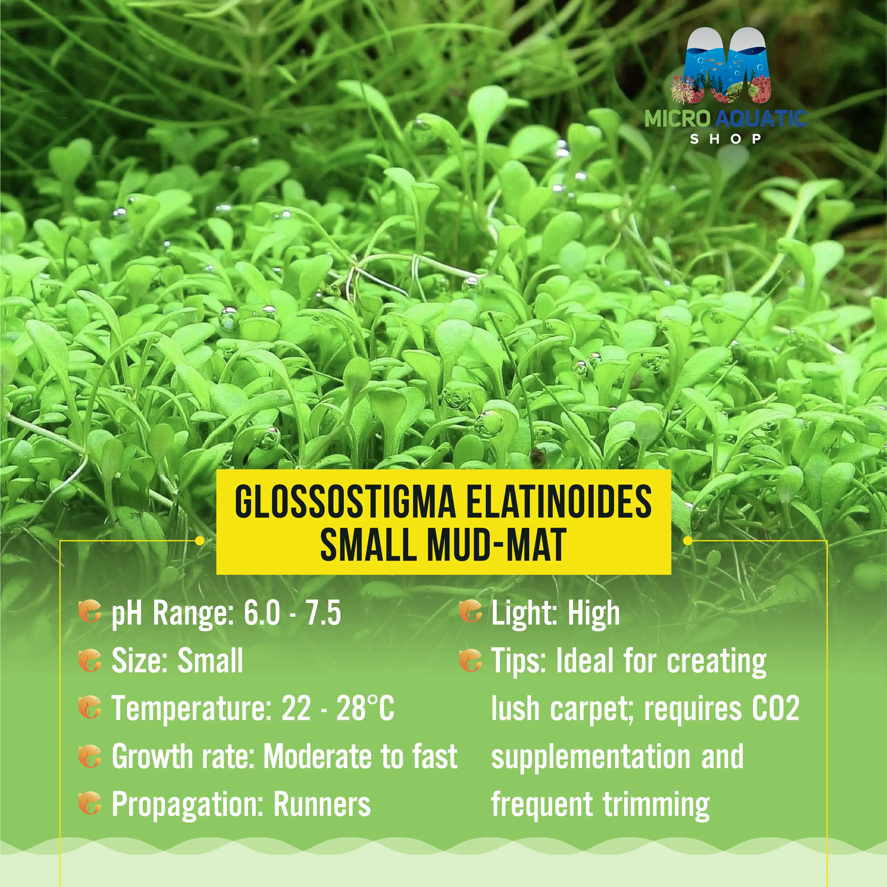 Tissue Culture -Glossostigma elatinoides - Small mud-mat Micro Aquatic Shop