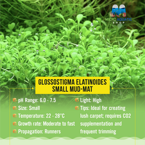 Tissue Culture -Glossostigma elatinoides - Small mud-mat Micro Aquatic Shop