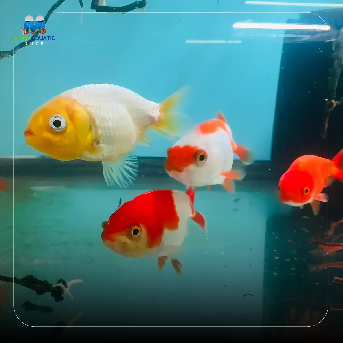 Gold Fish - Assorted Ranchu Juvies Micro Aquatic Shop