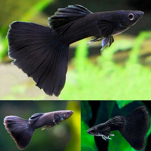 Guppy- Black Moscow Pair Micro Aquatic Shop