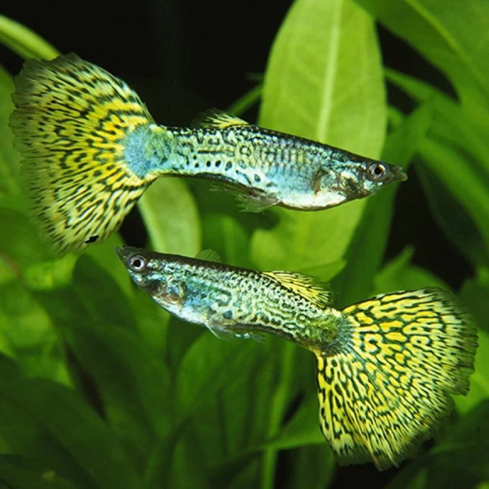 Guppy - Green Cobra Male Micro Aquatic Shop