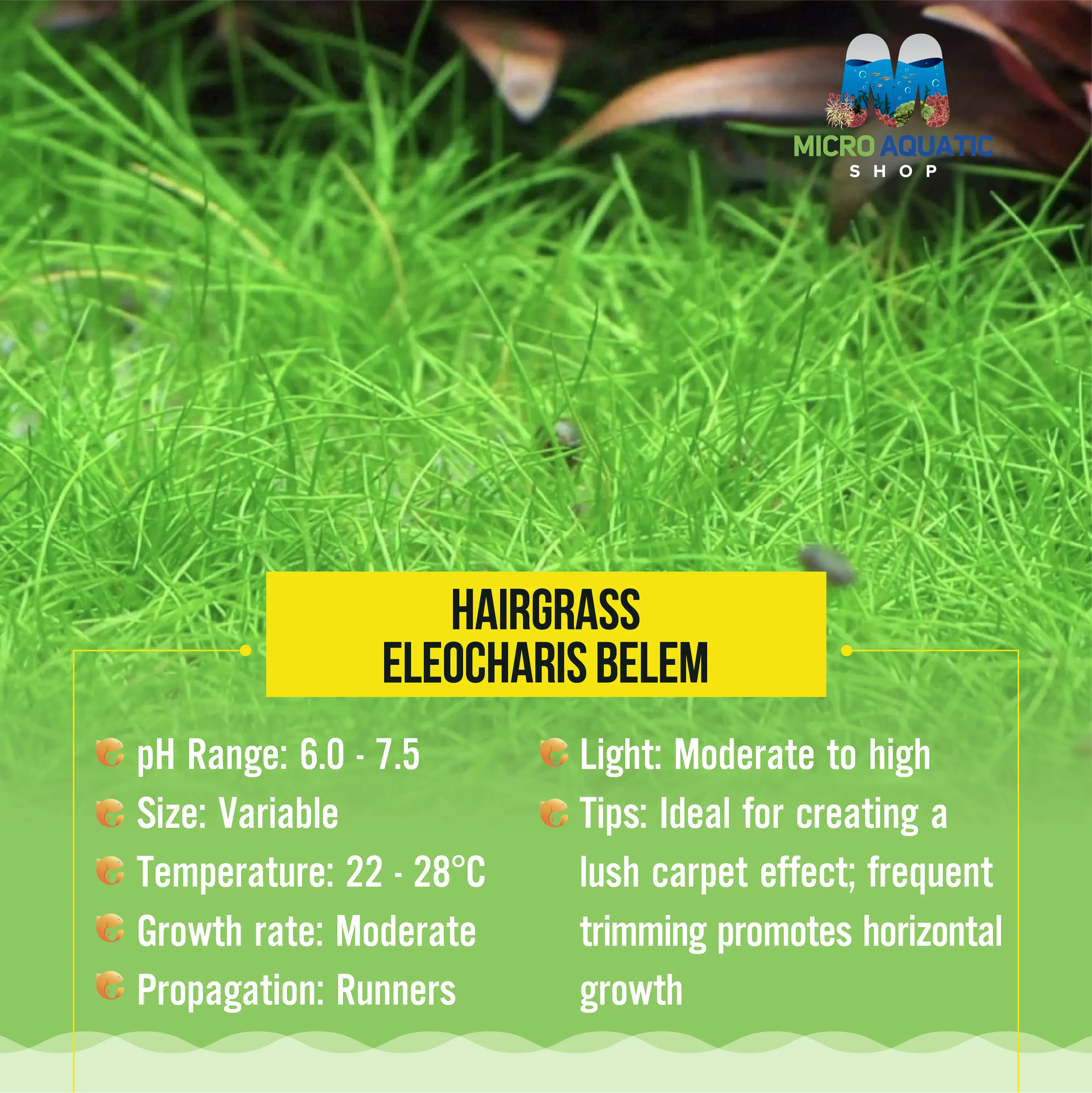 HairGrass - eleocharis belem Micro Aquatic Shop