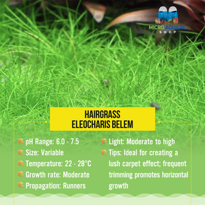 HairGrass - eleocharis belem Micro Aquatic Shop